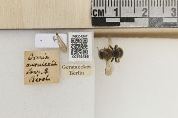 Media type: image;   Entomology 792436 Aspect: Labels